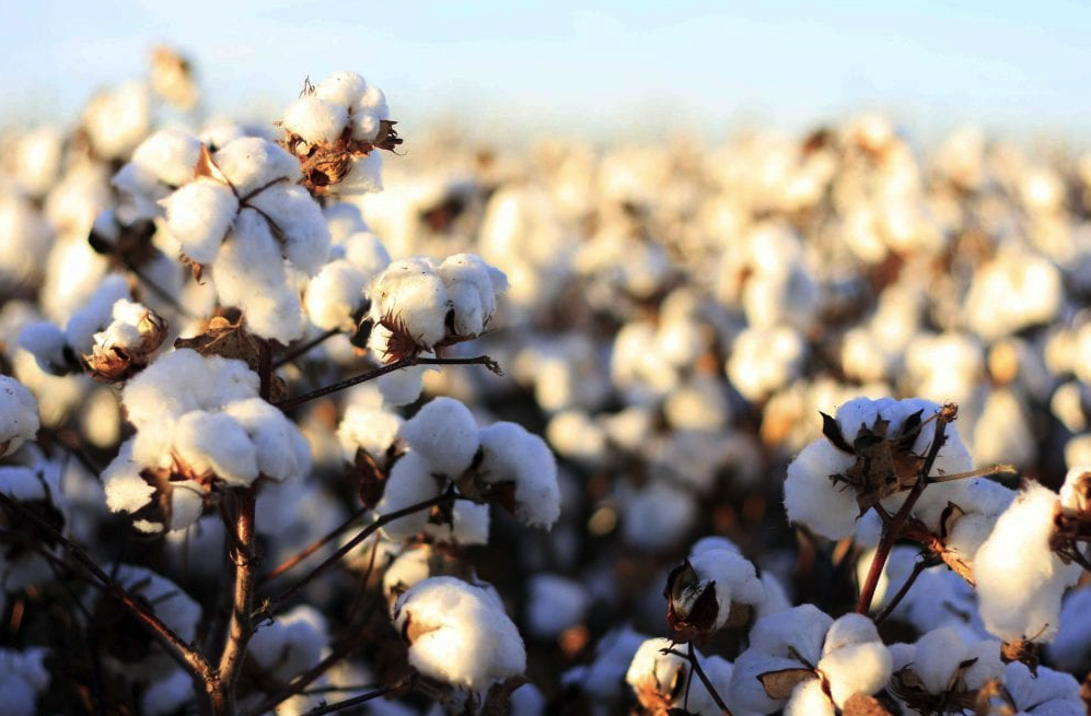 What Is Organic Cotton