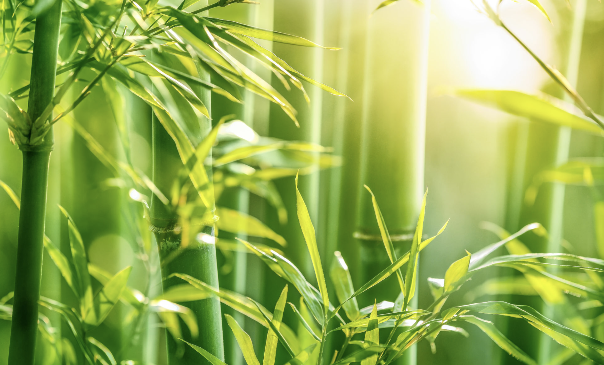 Is Bamboo Eco-friendly?