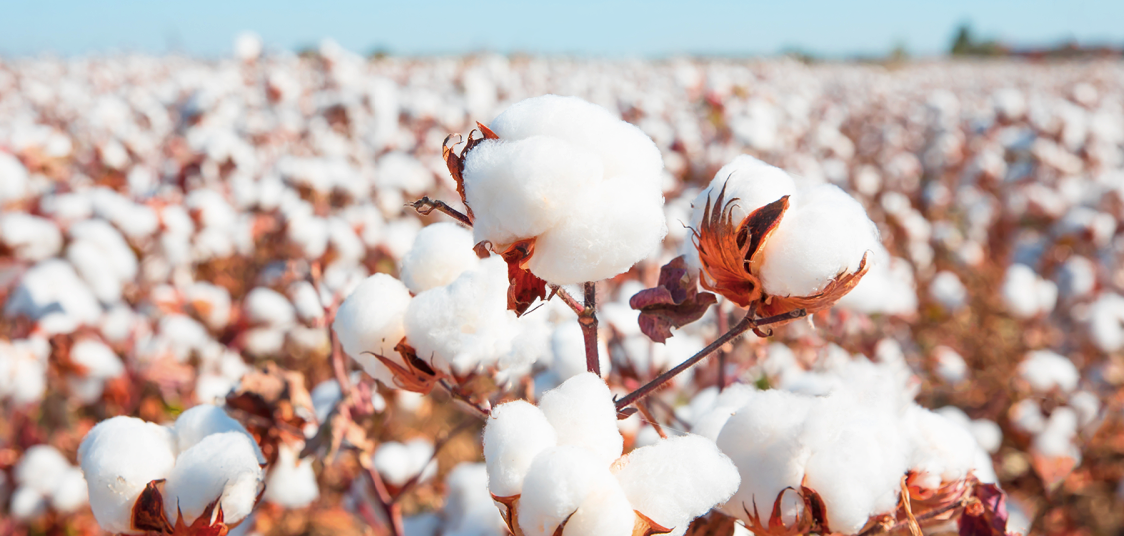 Facts About Cotton