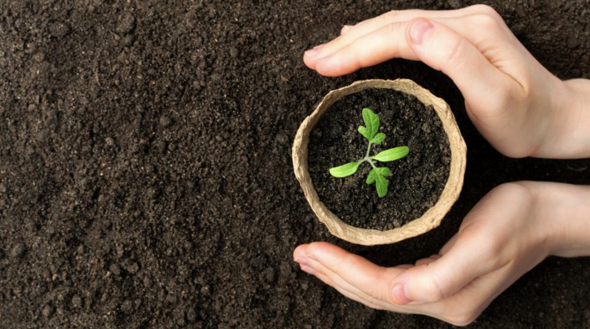 What Does Biodegradable Mean?